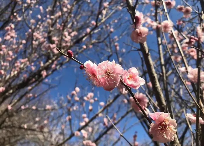 雅竹miyabitake